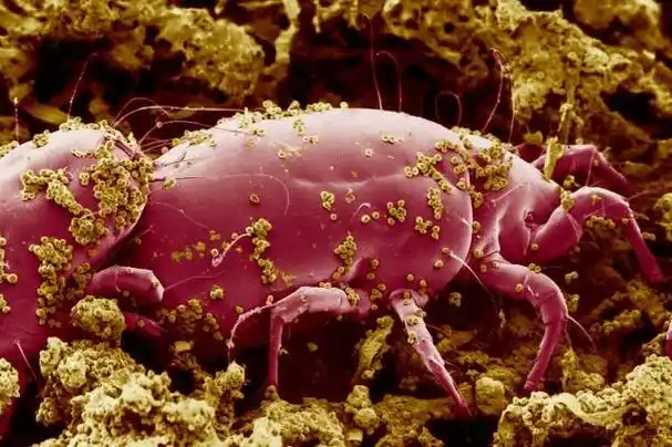 在生活中我们为了消灭被子上的螨虫总是时不时的就要将被子抱去太阳