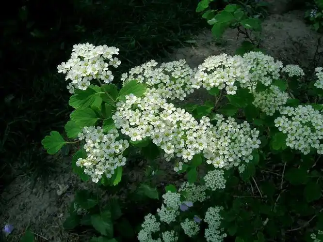 三裂绣线菊的主要变种