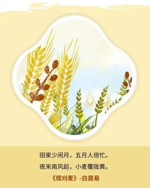 芒种趁时而种忙有所得