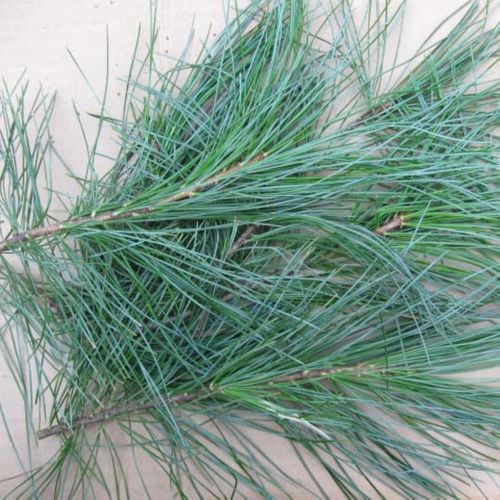 现采现卖包邮 小兴安岭五针松 野生松针叶松树叶带枝松针500克/份