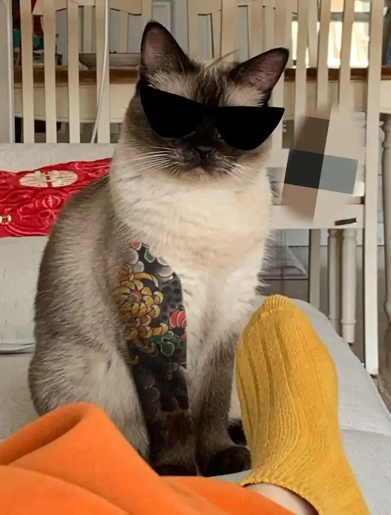 咱拿旧图来配这硬曲,看看大哥拽不拽91.#社会猫 #猫咪大哥 - 抖音