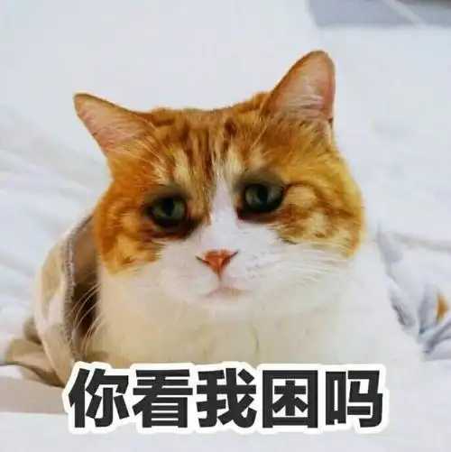 你看我困吗 猫咪 黑眼圈 可爱