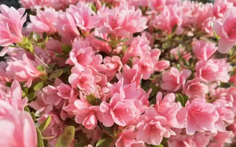 小桃红杜鹃开了