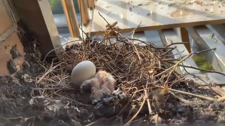 才出生的珠颈斑鸠幼鸟,父母5个钟头没回来了,是不是被弃了?求大佬支招