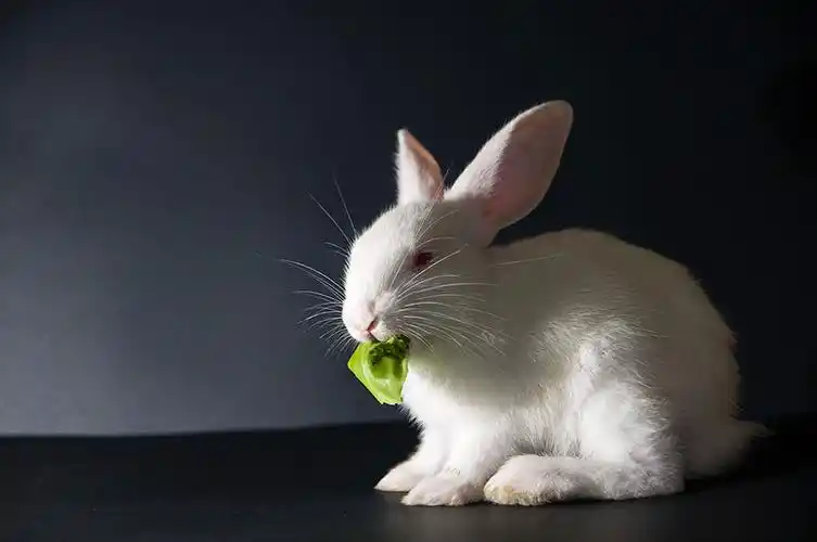兔子图片_兔子图片大全_全景图片
