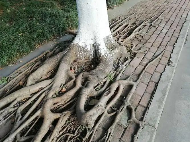 奇异的树根