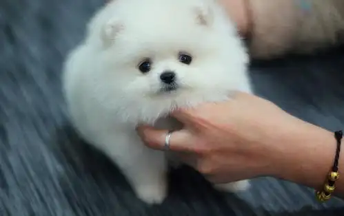 上海哈多利球型博美俊介幼犬纯种健康买卖签协议