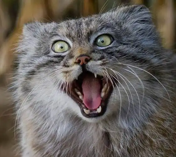 世界上最凶悍的猫帕拉斯猫500万年未进化