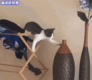 萌物gif动态图,可爱萌宠动态图片集锦第五期80张!