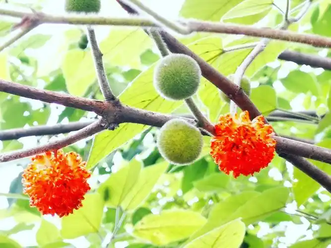 行摄人生构树的果实在夏天显得特别可爱