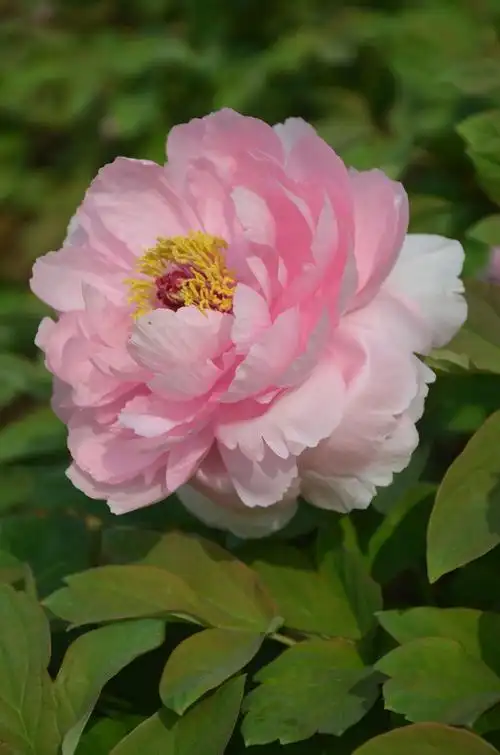 牡丹——贵妃插翠