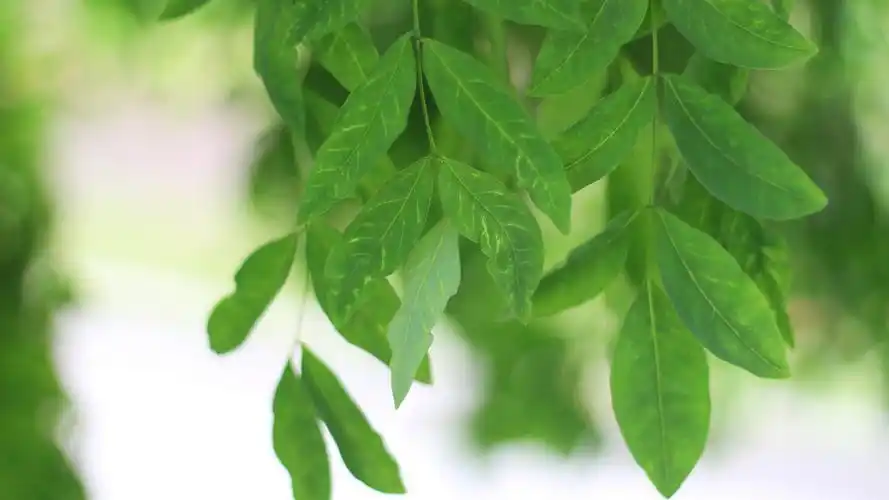 绿色树叶清新图片素材 绿色树叶图片