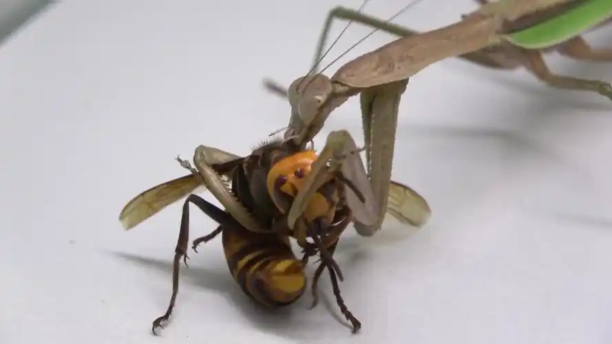 螳螂捕食金环胡蜂