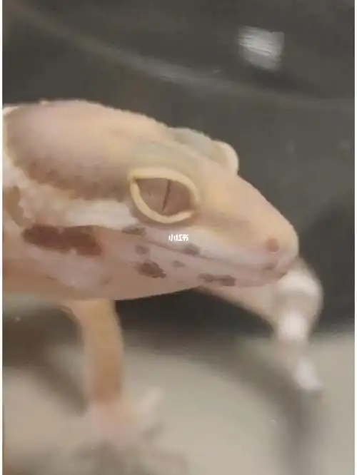 才发现土豆和洋葱的眼睛好像恐龙04萌萌中带着一丝野性#豹纹守宫