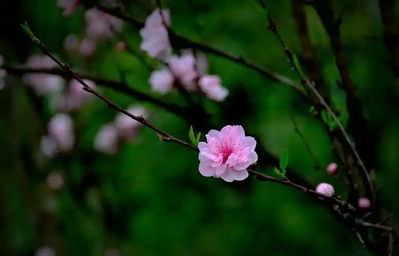十里绿心桃花艳,万缕阳光染红林