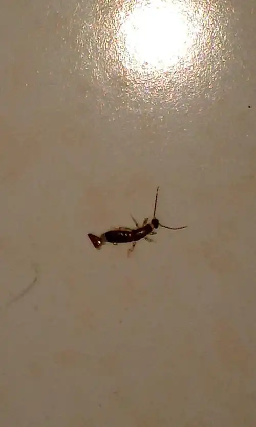 卫生间总是有这样的虫子,不知道是怎么回事,怎么才能除根呀?