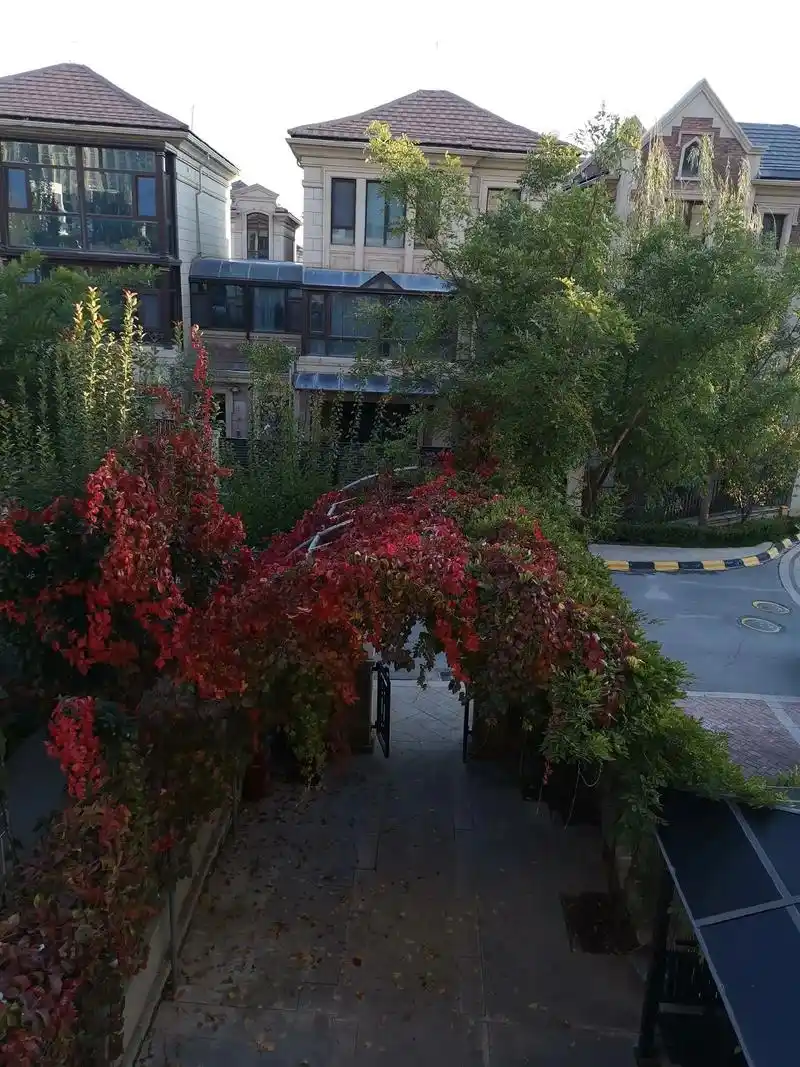 秋季的别墅区太漂亮了919191.