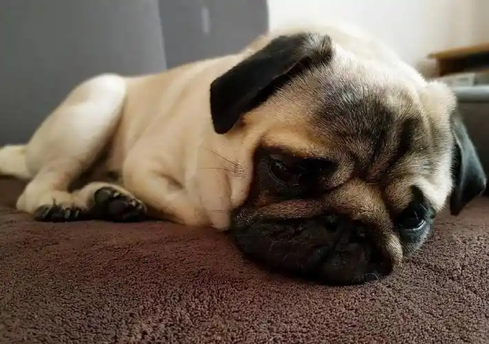 关于狗狗生病的说说配图「幽默」 _qq说说网