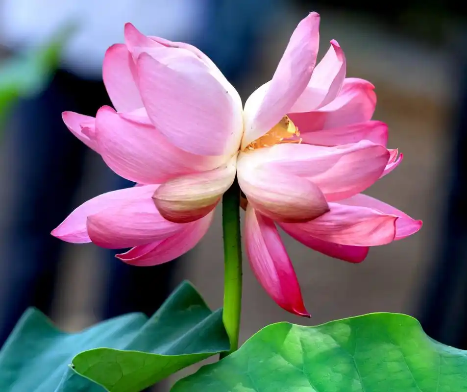 《咏南池嘉莲》 并蒂莲,也称并头莲,同心芙蓉,合欢莲,瑞莲,是荷花