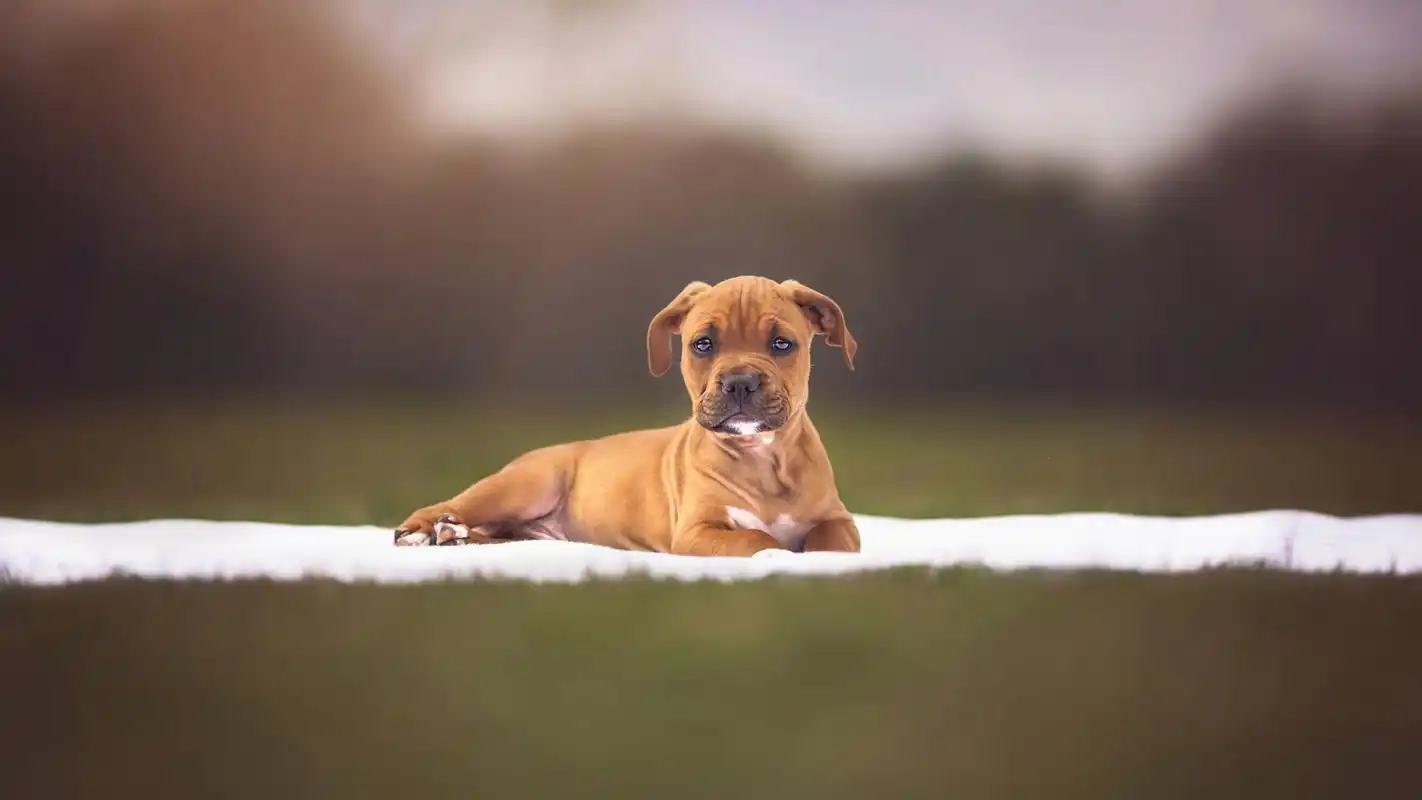 可爱的动物特写高清宽屏桌面壁纸