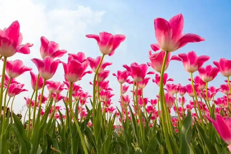 郁金香高雅脱俗清新隽永是一款具有高贵神秘气质的鲜花