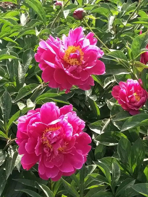 牡丹刚谢芍药开,,七彩缤纷天安排