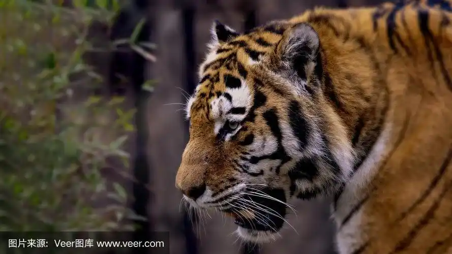 虎头从一边在日光与写作空间