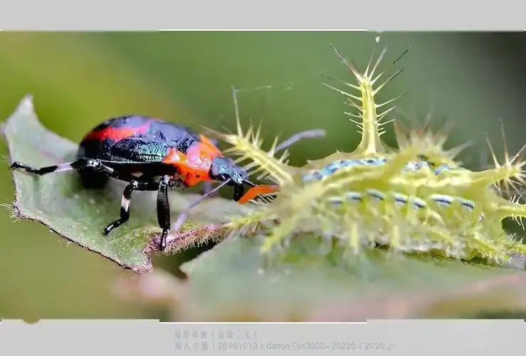 别看洋辣子有这般的唬敌防身功夫,但在遇上天敌时,却也只有束手就擒的