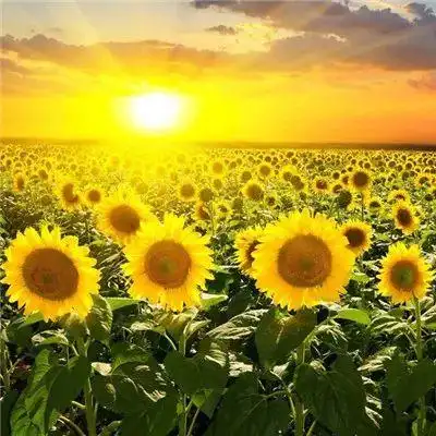 微信最吉利的好看头像旺运