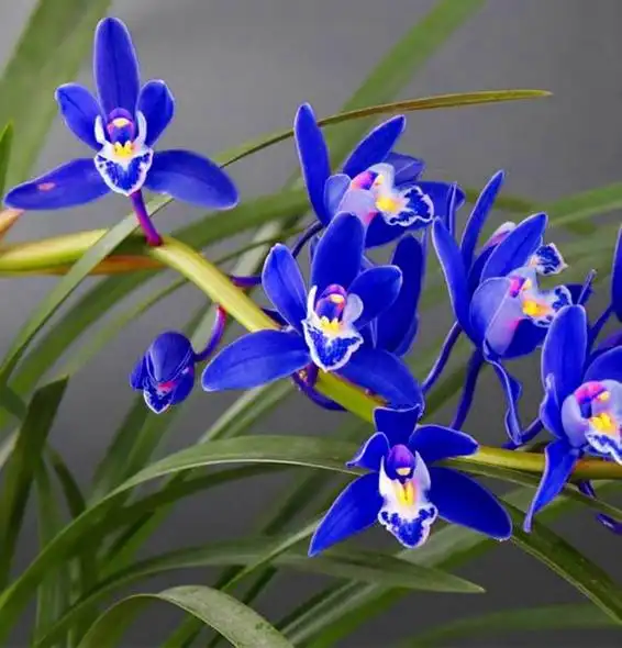 难怪老花匠都要养兰花,看看这盆"蓝色"四季兰,藏不住的高雅