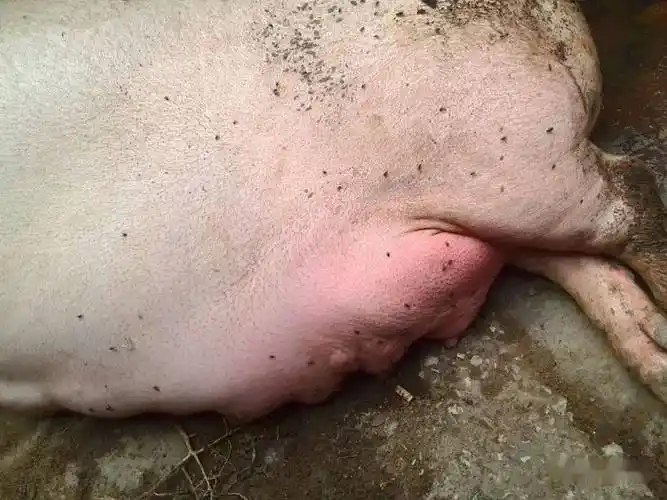 技术母猪出现乳房炎该怎么办