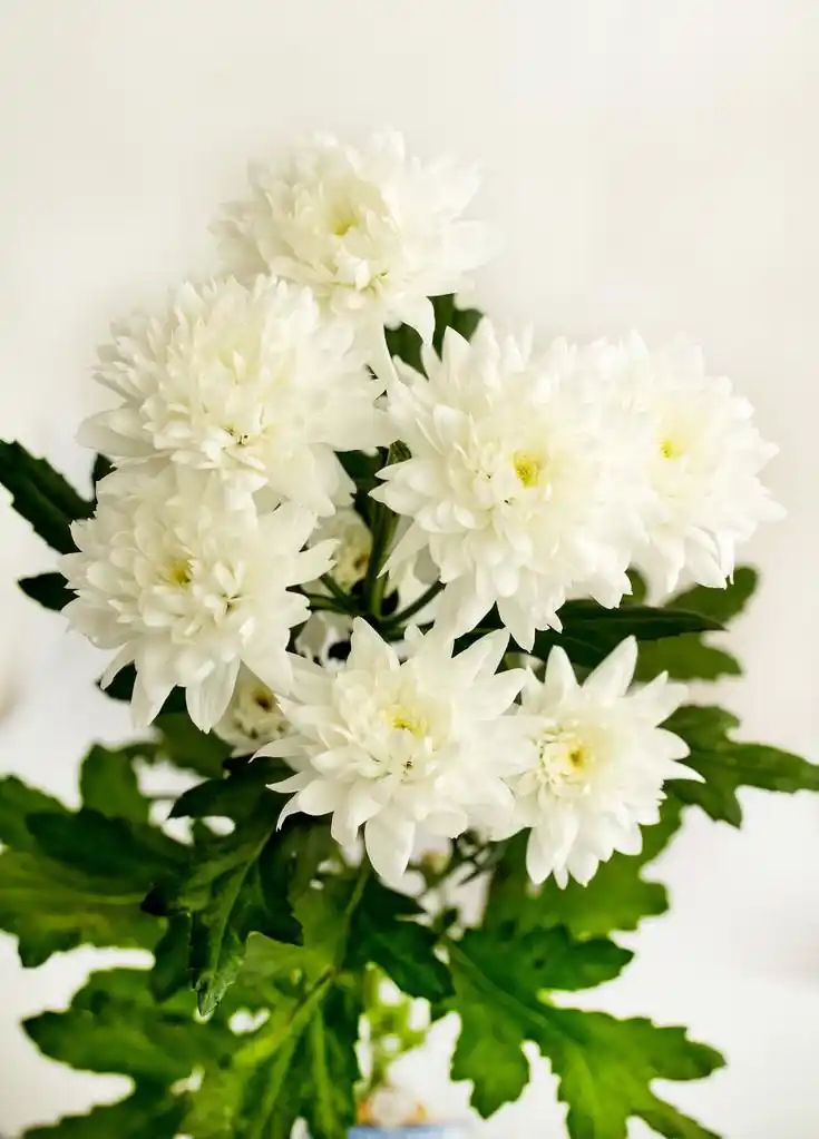 f.花,一束白菊花