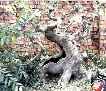 朴树盆景快速成形新技巧!