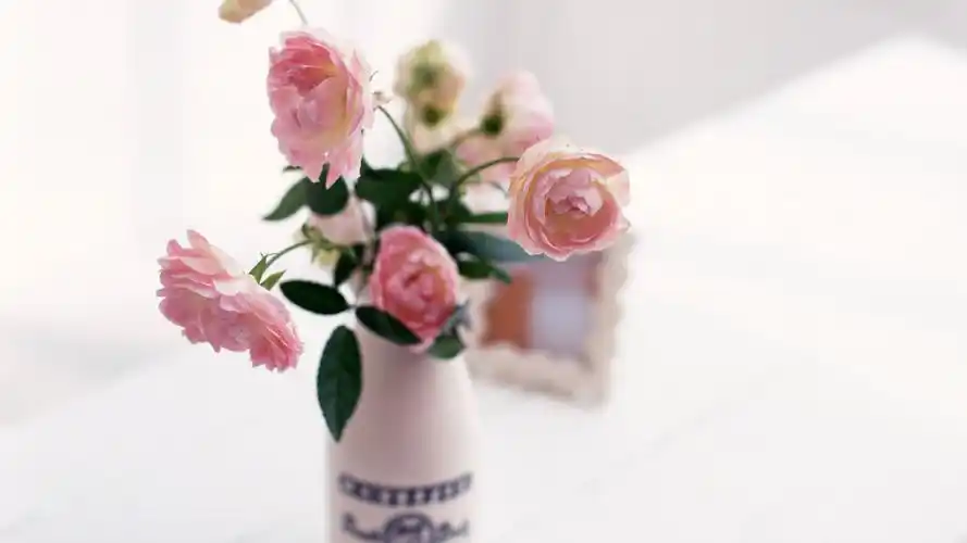 唯美简约小清新花卉植物高清桌面壁纸下载