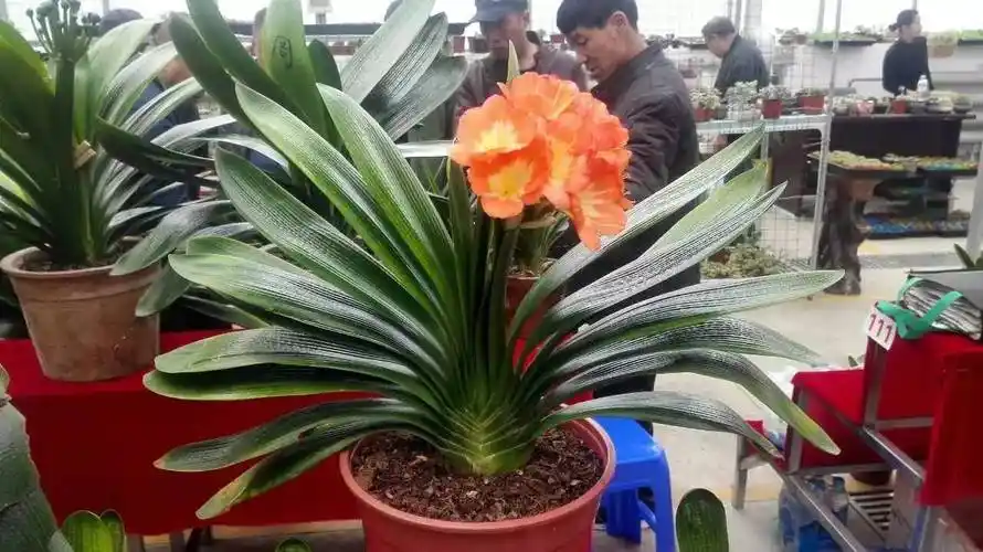 198万!天价君子兰来哈,卖家这么解释标价……上万盆好花,可以看到周日