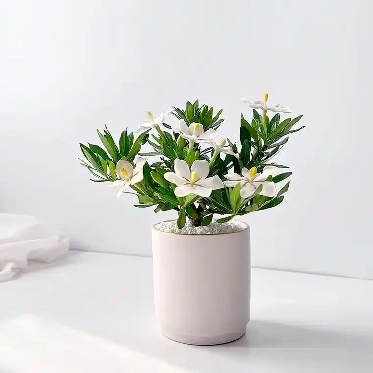 小叶栀子花|家居情绪解压盆栽.栀子花,树形优美,花朵清新自然 - 抖音