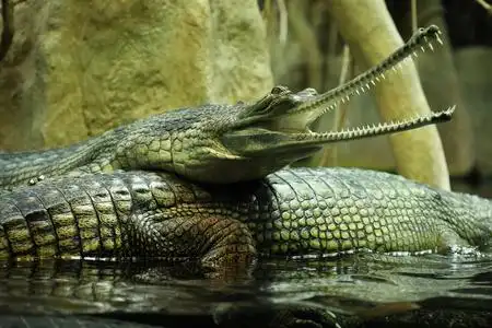 长吻鳄图片