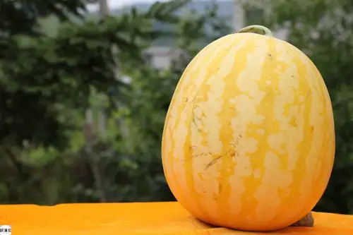 东北的西瓜像南瓜?黄皮黄瓤味道不差,3元进货2元5赔着卖