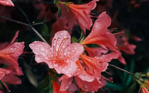 壁纸 粉红杜鹃花,水滴 2880x1800 hd 高清壁纸, 图片, 照片