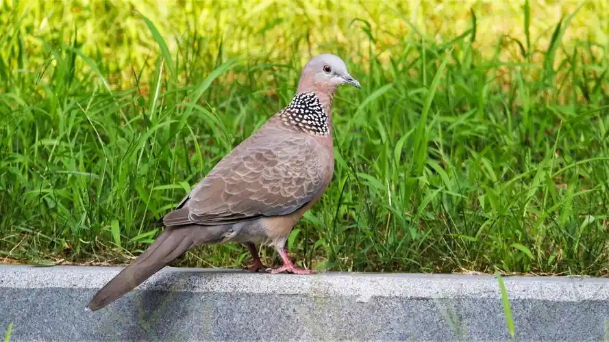 珠颈斑鸠spotteddove