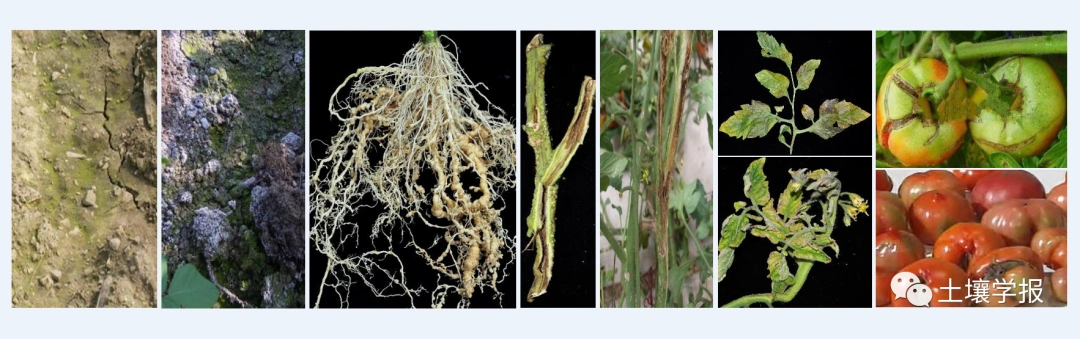 土壤学报封面文章不同连作年限番茄根系淀积物的变化及其与根结线虫的
