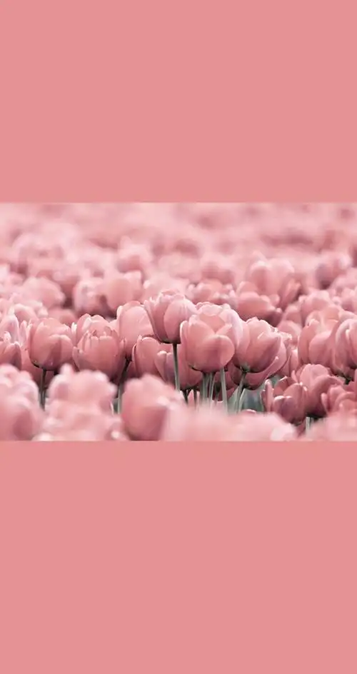 无水印壁纸 iphone手机墙纸 高清手机壁纸 粉色 花 少女 软妹