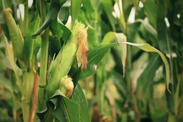 秋玉米最佳种植时间具体 夏季适合种什么农作物