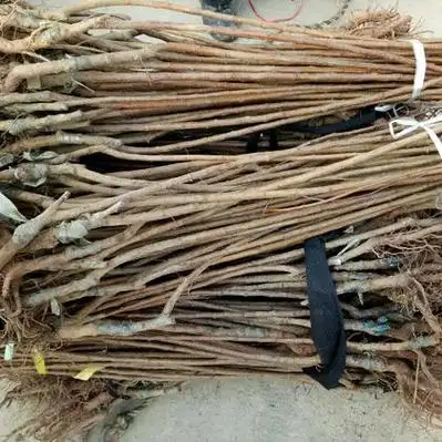 批发杏树苗 珍珠油杏嫁接苗 凯特金太阳荷兰香蜜杏树苗基地,厂家直销