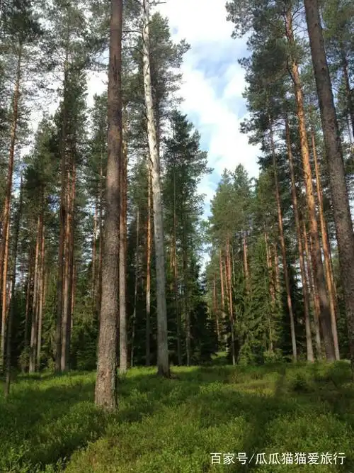 自由行游记:北欧森林如诗如画,是天堂般美丽的风景!