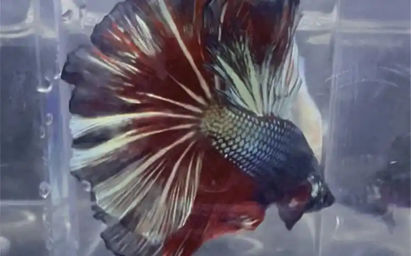 花瓣尾地狱火半月斗鱼