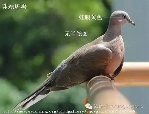 中国境内的5种斑鸠你分得清吗