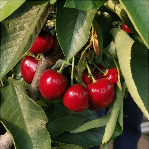 现摘现发大连沙蜜托萨米脱巴托大樱桃车厘子酸甜口感顺丰包邮