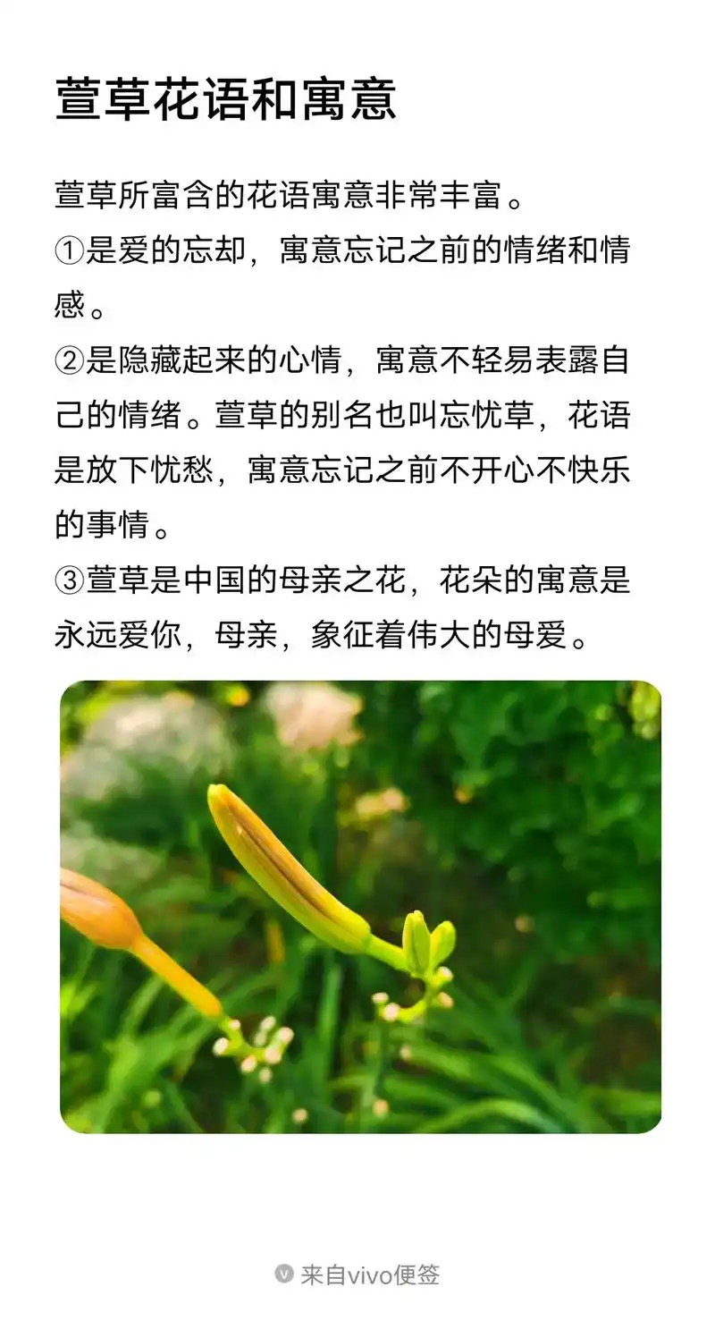 "谁言寸草心,报得三春晖"这句诗的"草"就是萱草 #母亲花是 - 抖音