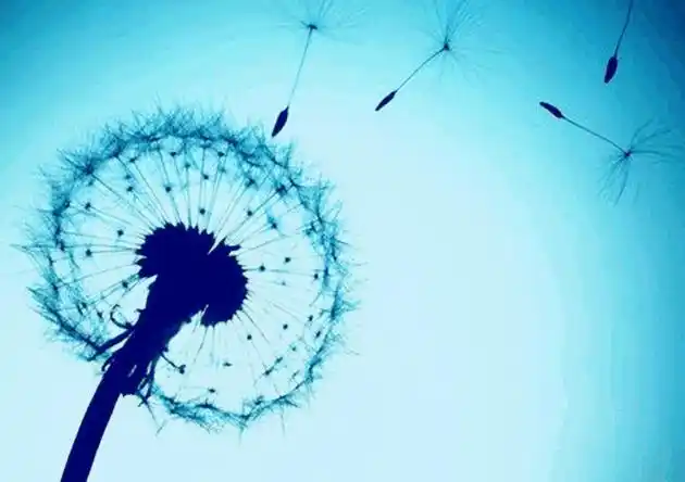 唯美伤感蒲公英小清新图片